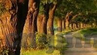 77直播apP糖心,一分快三-探索现代娱乐新视界，77直播APP与糖心的一分快三体验